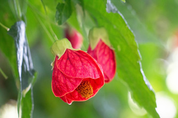 red flower and green leaf