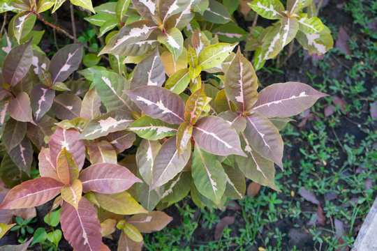 Caricature plant or Graptophyllum pictum in garden