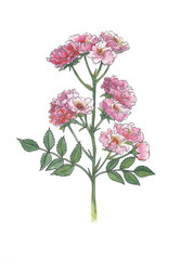 Botanical illustration of pink rose.