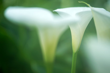Fototapeta na wymiar closeup of beautiful white flower blooming in the garden