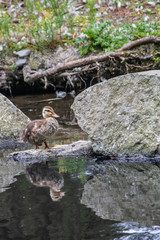 duckling with clear reflection in water looking around pond