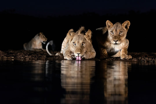 Watchful Drink