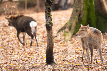 Male deer leaves from a female deer in winter.