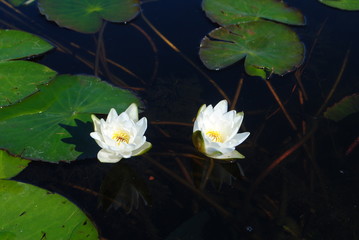 Lily couple)