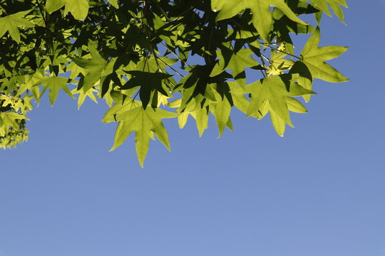 Bright green leaves on a blue sky. Liquidambar styraciflua.