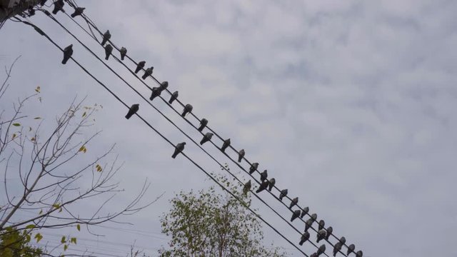 Birds sitting on power lines in the city at daytime