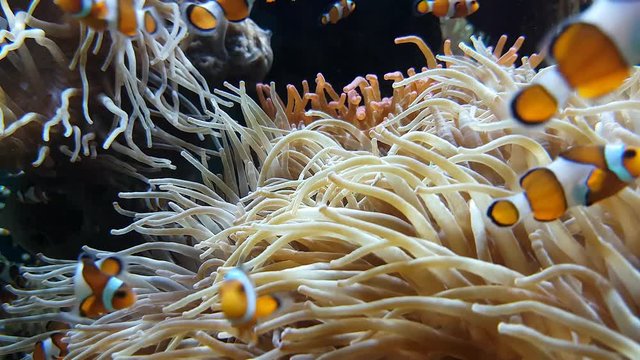 Many Clownfish And Sea Anemone Partnership, Close Up View - 4K Resolution