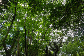 Sun shining through Canopy of Tropical Trees. Summer Sunlight. Branches and Environment.