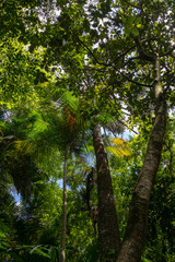 Sun shining through Canopy of Tropical Trees. Summer Sunlight. Branches and Environment.