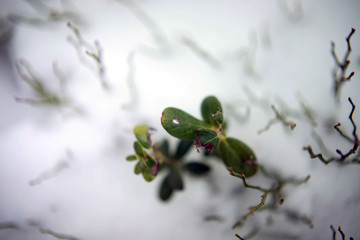 Closeup green plant at winter art