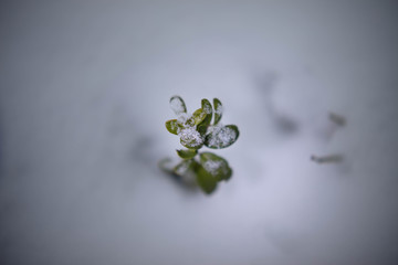 Closeup green sparkle