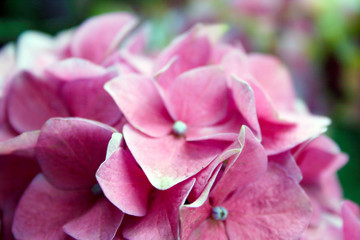 Fototapeta na wymiar Pink flowers in summer garden, St. Petersburg