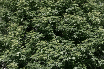 Deep green leaves background.
