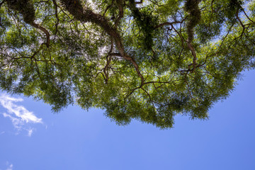 Sun shining through Canopy of Tropical Trees. Summer Sunlight. Branches and Environment.