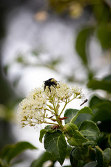 bee on white small blooms in summer in washington state