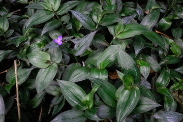 A solitary purple flower with deep green leaves.