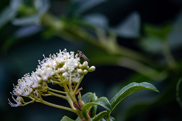 small fly sitting on white flower grouping in washington state