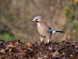 Eurasian jay, Garrulus glandarius