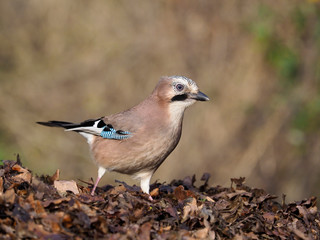 Eurasian jay, Garrulus glandarius