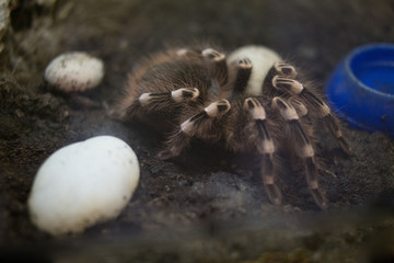 spider tarantula in a zoo terrarium