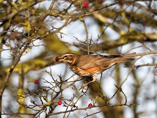 Redwing, Turdus iliacus