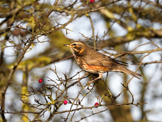 Redwing, Turdus iliacus