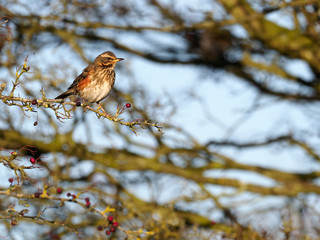 Redwing, Turdus iliacus