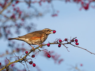 Redwing, Turdus iliacus