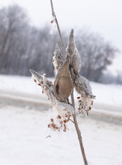 Milkweed pod and seeds in winter