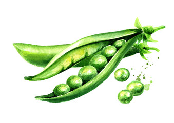 Green peas, Watercolor hand drawn illustration  isolated on white background