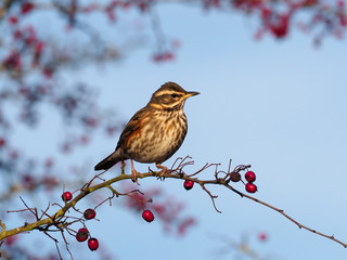 Redwing, Turdus iliacus