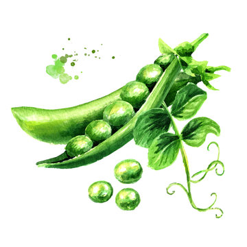 Green fresh peas with leaf, Watercolor hand drawn illustration,  isolated on white background