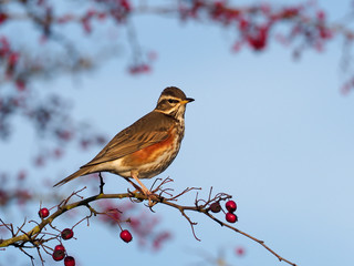 Redwing, Turdus iliacus