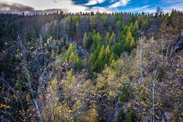Blick über Wälder mit herbstlichen Tannen