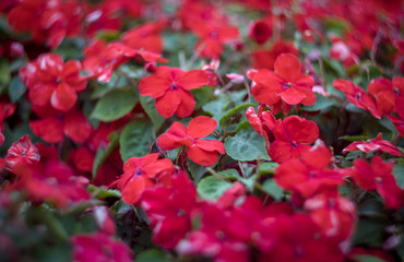 red flowers in the garden