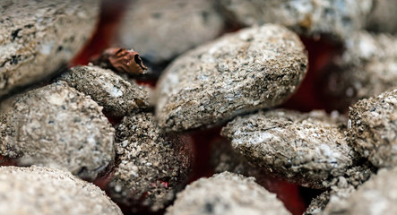 Decaying coals for cooking. Background.