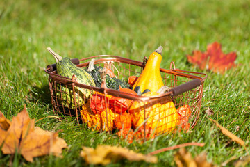 Jesienna kompozycja dyń w koszyku na trawniku - 239035095