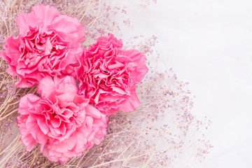 romantic floral background with pink carnation flower