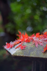 雨に濡れた日本庭園の灯籠と紅葉
