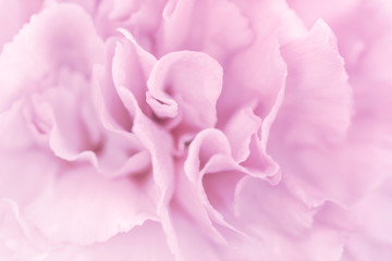 pink rose background soft blur in pastel tone
