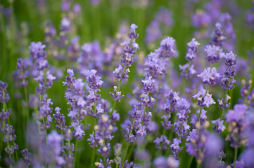 Beautiful lavenders close up in the garden with blurred lavender field background.