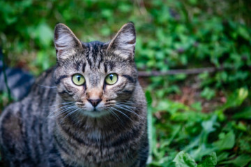 cat with green eyes framed to left of shot in summer garden
