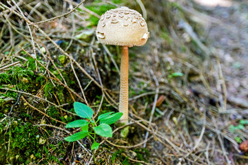Brown cup fungus on moss in forest, selective focus