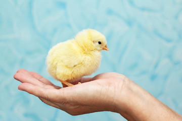 Studio shot of yellow chicken on woman's hand © andiafaith