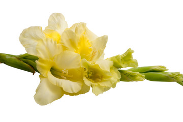 elegant beautiful bright gladiolus isolated on the white