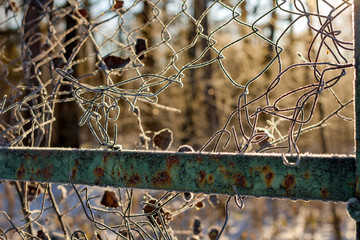 The grid of the fence covered with frost on a frosty morning, cold snap, beautiful background