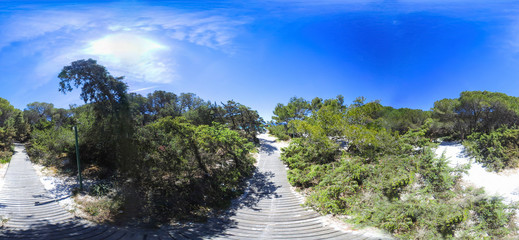 360 degrees view of a wooden boardwalk in the pinewood