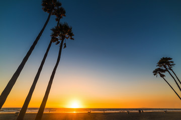 Tall palm trees in Newport Beach at sunset