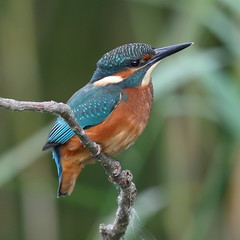 Kingfisher