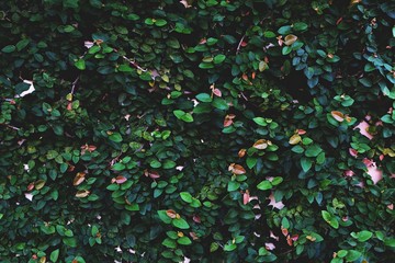 Ficus pumila, wall climbing plant, texture background, nature wallpaper concept